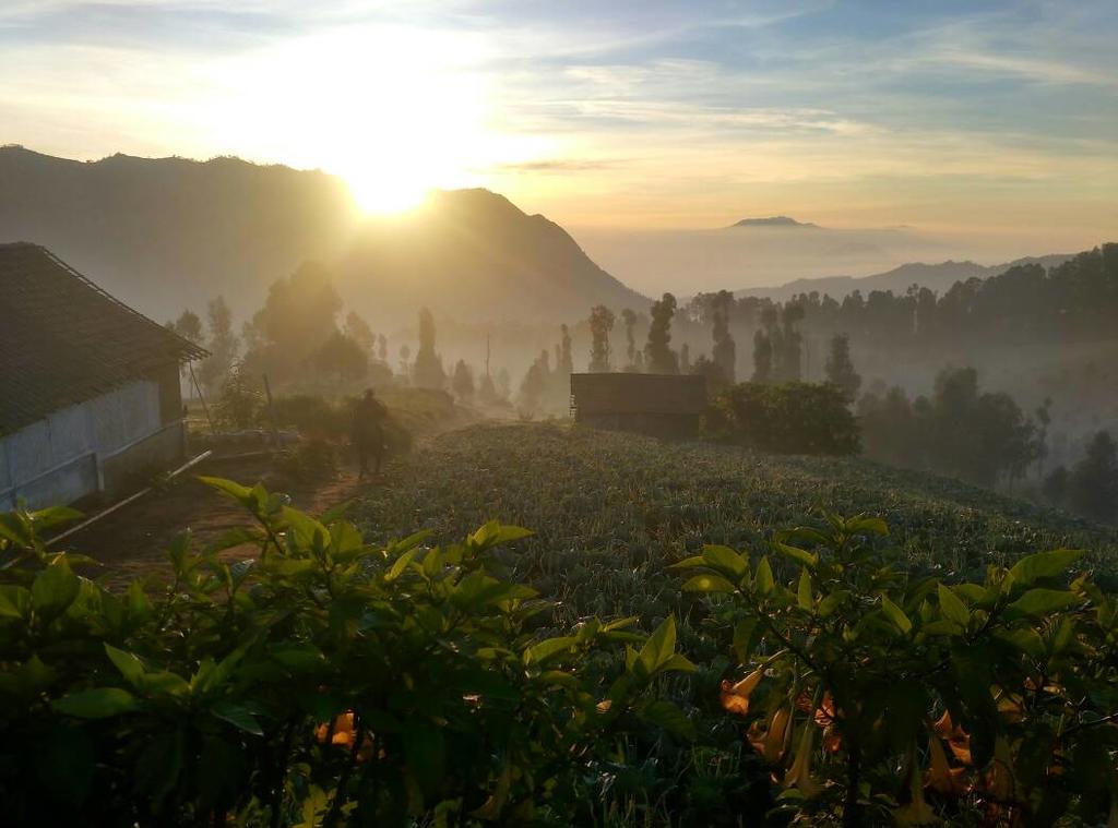 Bromo Otix Guest House Εξωτερικό φωτογραφία