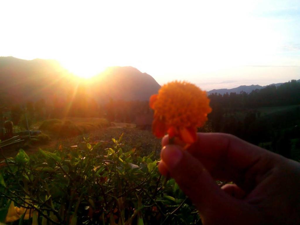 Bromo Otix Guest House Εξωτερικό φωτογραφία