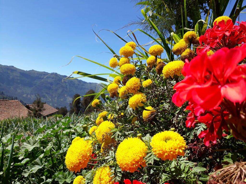 Bromo Otix Guest House Εξωτερικό φωτογραφία